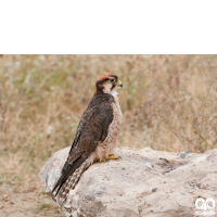 گونه لاچین Lanner Falcon